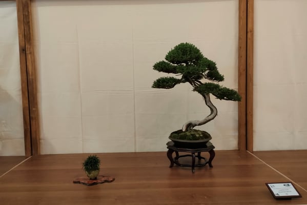 15. Cipresso - Bonsai Club Martesana