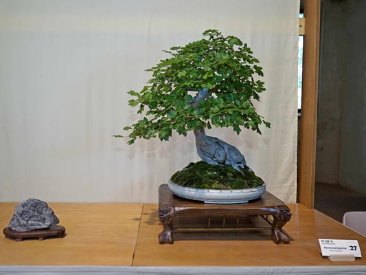 27 - Acero campestre - A.B.A.N. Amici Bonsai Arte Natura Lecco