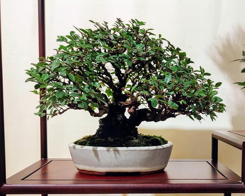 39 - Chomposizione shohin - Associazione Bonsai il Moro