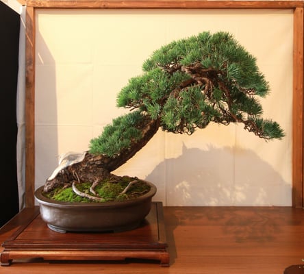 43. Pino silvestre - Futura Bonsai
