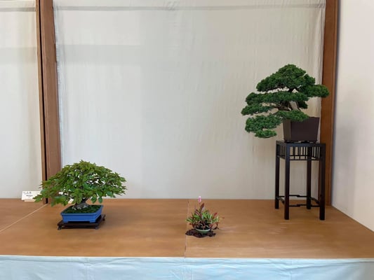 22 - Ginepro chinensis e carpino coreano - Amici del Bonsai Castellanza