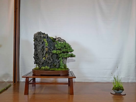 7 - Pinus sylvestris - Shookyuu En