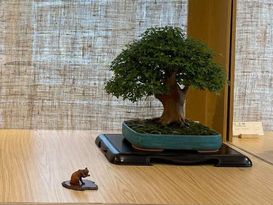 16 - Acero buergerianum - Bonsai Club Somma