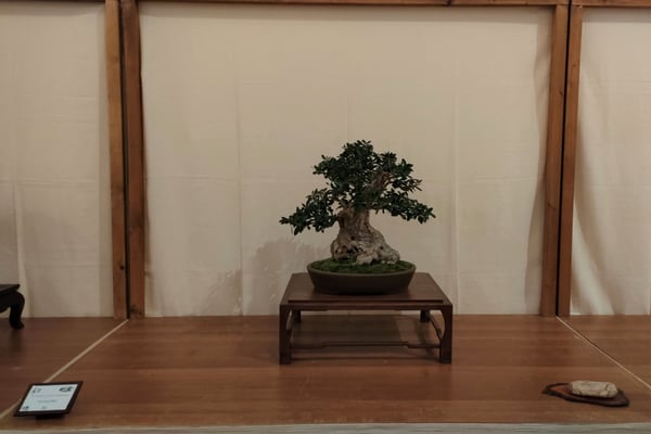 24. Olivastro - Bonsai do Groane