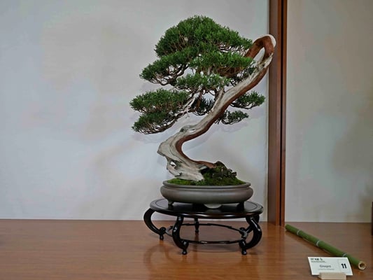 11 - Juniperus chinensis - Jikan En Bonsai Laboratory