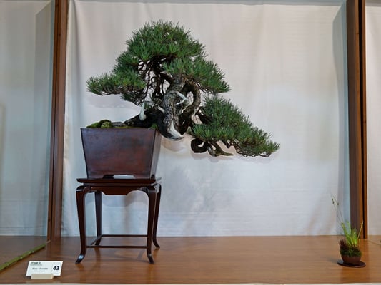 43 Pinus sylvestris v. Caledonia - Studio Botanico