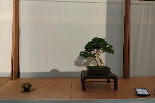12. Ginepro Chinensis var. kishu - Associazione Arte e Cultura Bergamo Bonsai