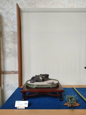 S19 - Isola (Italia) - Associazione Bonsai Il Moro