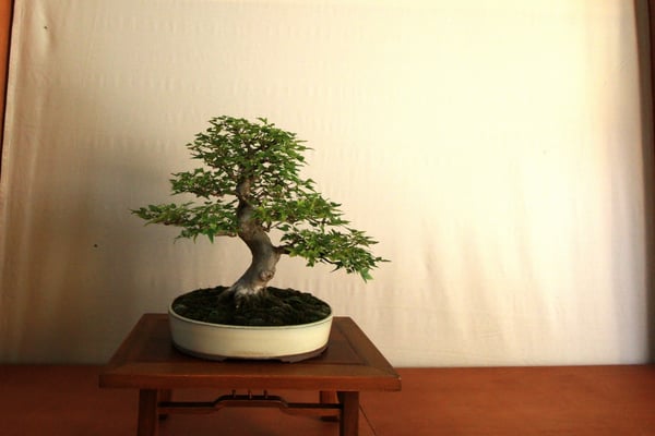 42. Acero buergerianum - Associazione Bonsai il Moro