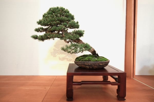 2. Pino silvestre - Bonsai de Gnidel