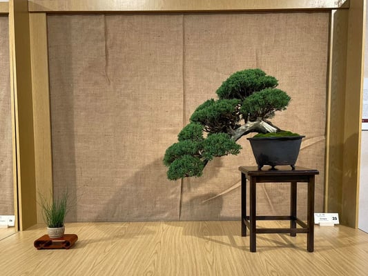 25 - Ginepro chinensis - Bonsai Club Settelaghi Varese