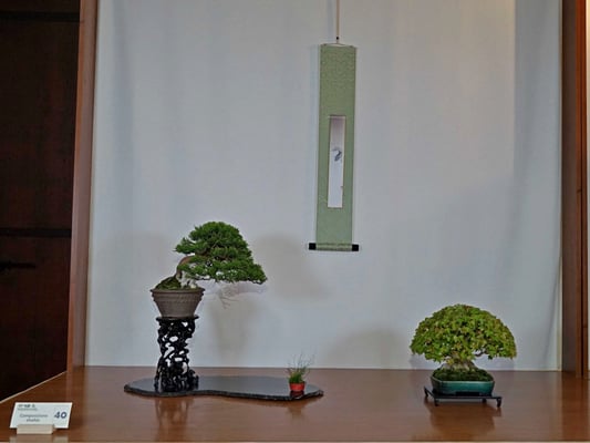 40 - Composizione shohin 2 elementi - Sesia Bonsai Club