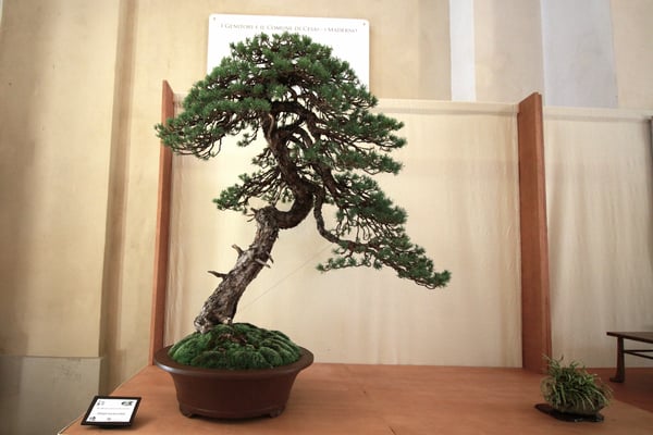 26. Pino silvestre - Associazione Bonsai Arte e Natura Lecco