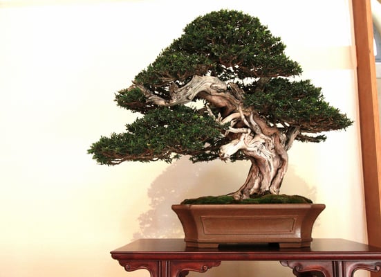 4. Tasso baccata - Bonsai club Amici del Verde