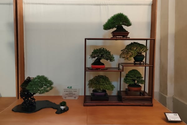 13. Composizione shohin - Sesia Bonsai Club