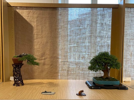 18-16 - Pino silvestre e Acero buergerianum - Bonsai Club Somma