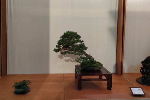 2. Pino silvestre - Bonsai de Gnidel