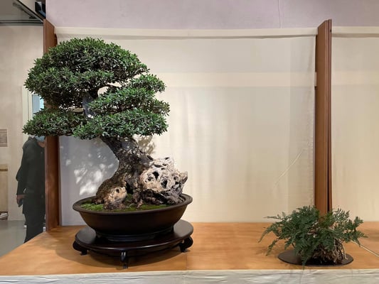 19 - Olea sylvestris - Bonsainsieme