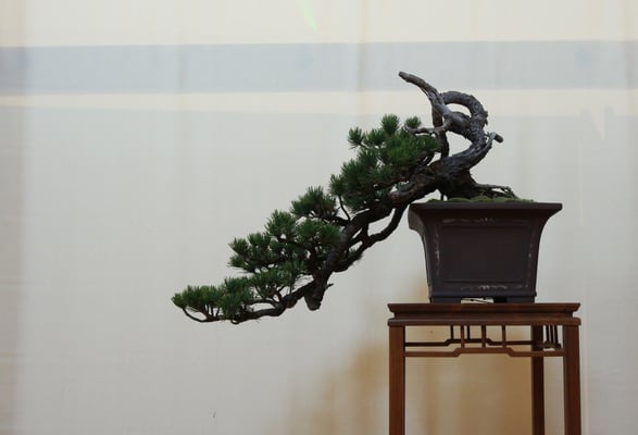 11. Pino mugo - Associazione Arte e Cultura Bergamo Bonsai