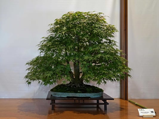 19 - Acer palmatum - Bonsai Club Somma