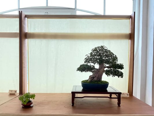 35 - Bougainvillea sanderiana - Studio Botanico