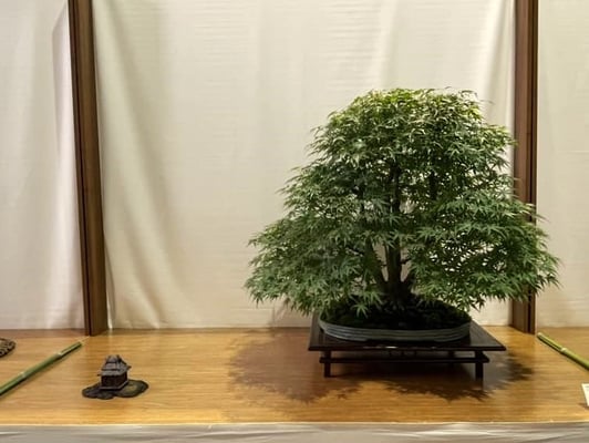 19 - Acer palmatum - Bonsai Club Somma