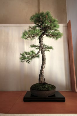 29. Larice - Bonsai Club Torino