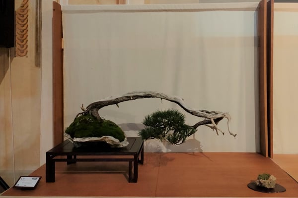 44 - Pino mugo - Futura bonsai