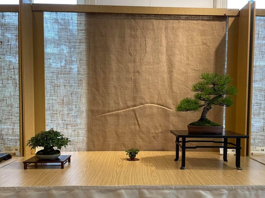 28 - Pino mugo - Bonsai Club Torino