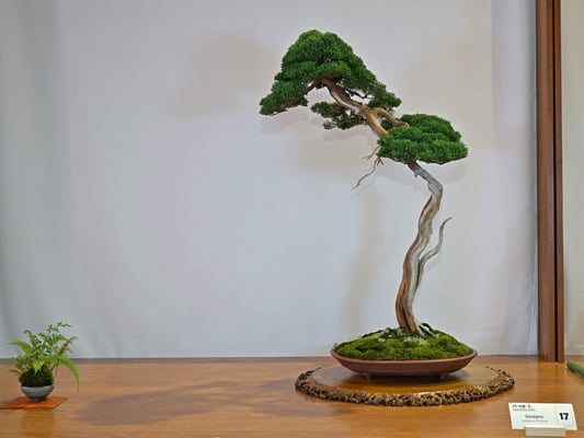 17 - Juniperus chinensis - Bonsai Club Somma