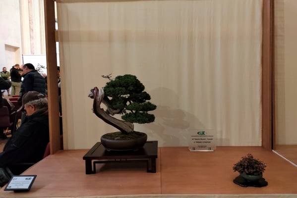 9. Ginepro Chinensis var. kishu - Bonsai Blu