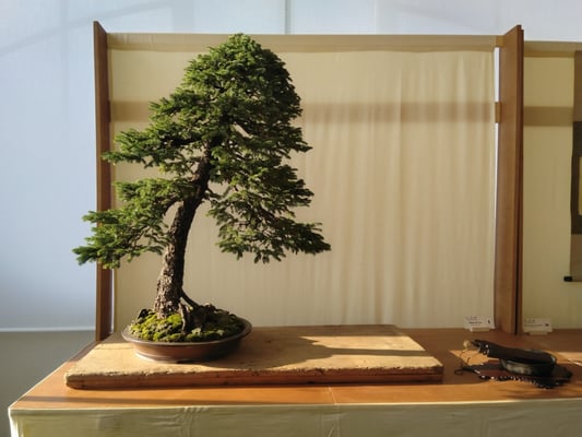 1 - Abete di Ezo - Bonsai Wood Club
