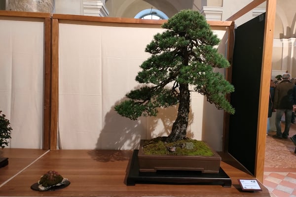 45. Pino silvestre - Futura Bonsai