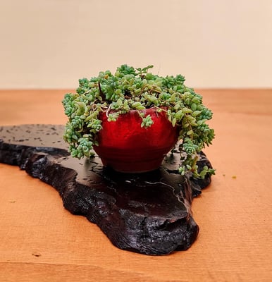 39 - Chomposizione shohin - Associazione Bonsai il Moro