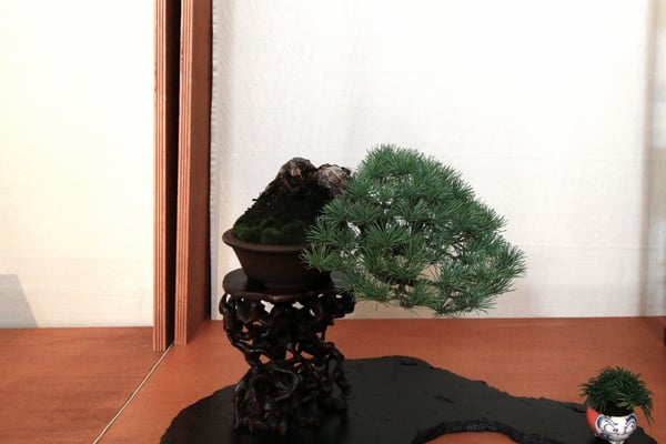 13. Composizione shohin - Sesia Bonsai Club