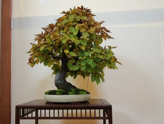 28. Carpinus betulus - Bonsai Club Torino