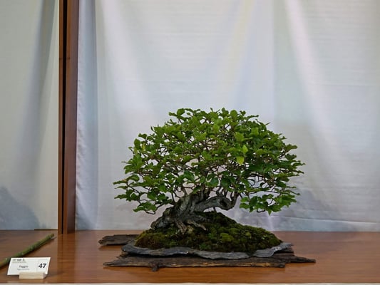 47 - Fagus sylvatica - Bonsai Blu