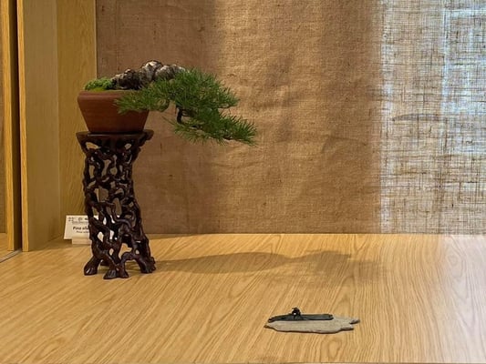 18 - Pino silvestre - Bonsai Club Somma