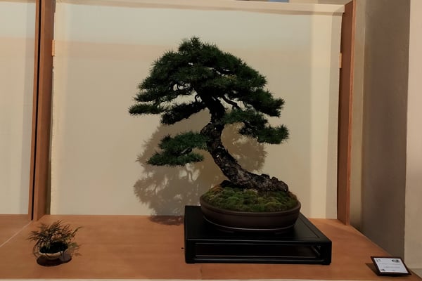 31. Larice - Brianza Bonsai