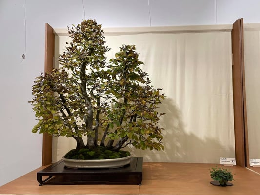 27 - Bosco di carpini - Bonsai Club Torino