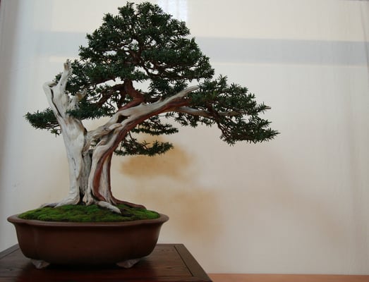 34. Tasso baccata - Bonsai club Rivalta