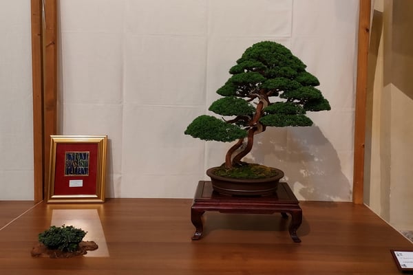 Ginepro chinensis - Alessandro Geraci (fuori concorso)