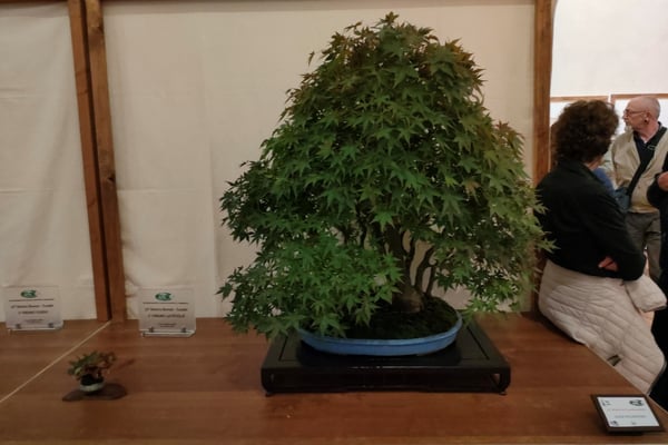 30. Acero palmato - Bonsai Club Torino