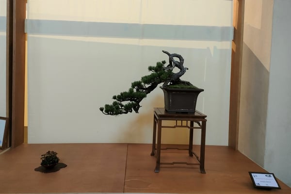 11. Pino mugo - Associazione Arte e Cultura Bergamo Bonsai