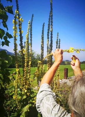 Praxis für Energetik Einsiedeln Beatrix Hensler