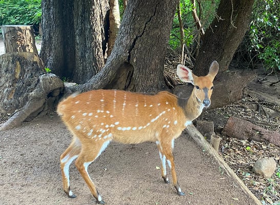 Zeltplatzbesuch, der keine Scheu zeigt.