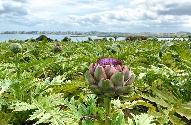 Artischocken werden in Frankreich gerne gegessen. Die Felder sind oft riesig gross.