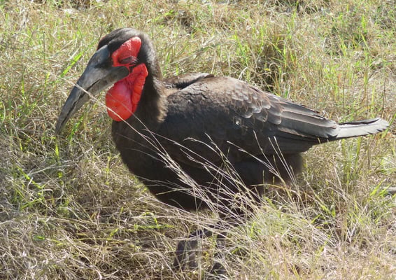 Hornraben sind im Krüger NP nicht gern gesehen, weil sie Eidechsen und Schlangen vertilgen.