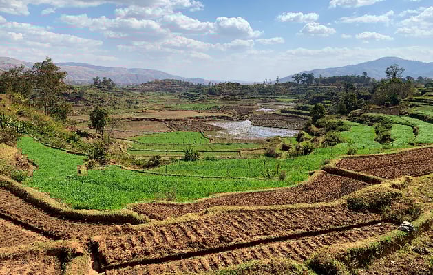 Auf den Reisterrassen wird im Wechsel Reis, Gemüse und Futtergras angebaut.