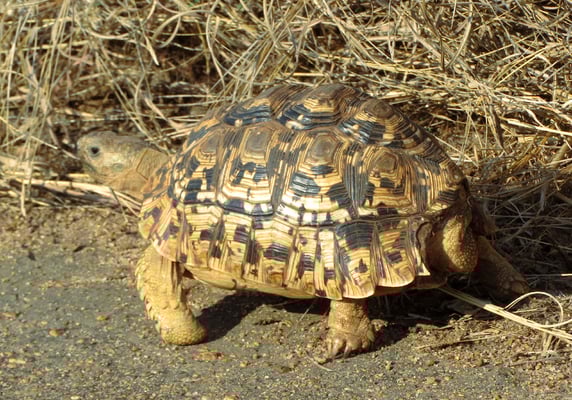 Panther-Schildkröte, sie kann bis 30 kg schwer werden. Wir beobachten alle Grössen, an einem Tag gleich acht Tiere.
